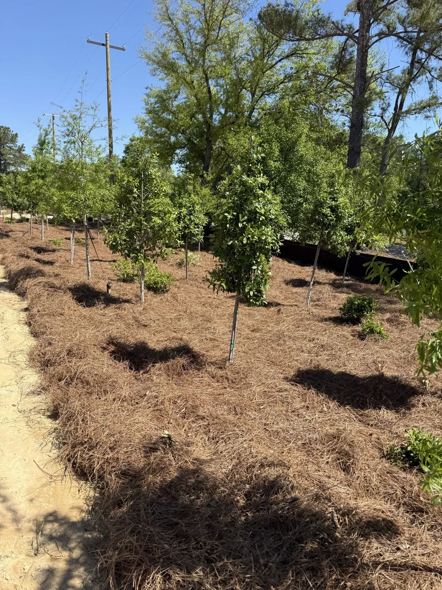 Southern Ethos project 7